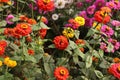 A garden of blossomed colorful red yellow ping and white flowers