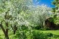 Garden with blossoming apple-trees Royalty Free Stock Photo