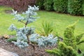 Garden bonsai, blue spruce, just formed garden topiary, niwaki garden tree in a backyard garden in a background of a green lawn Royalty Free Stock Photo