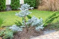 Garden bonsai, blue spruce, just formed garden topiary, niwaki garden tree in a backyard garden in a background of a green lawn Royalty Free Stock Photo