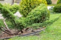 Garden bonsai, juniper, just formed garden topiary, niwaki garden tree in a backyard garden in a background of a green lawn Royalty Free Stock Photo