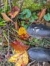 Garden Boots On Ground With Plants, Leaves, and Moss