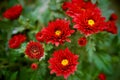 Garden bordeaux chrysanthemum with ladybug Royalty Free Stock Photo