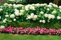 Garden border with a hedge of hydrangea bushes