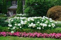 Garden border with a hedge of hydrangea bushes Royalty Free Stock Photo