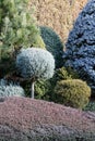 Garden borders with conifers and cover plants Royalty Free Stock Photo