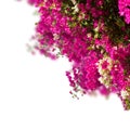 Garden with bouganvilla flowers Royalty Free Stock Photo