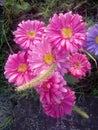 Flower bouquet rose daisy garden Royalty Free Stock Photo