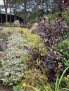 A garden with Brazilian joyweed.