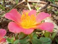 Colourful flowers in the garden Royalty Free Stock Photo