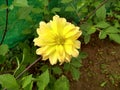 Colourful flowers in the garden Royalty Free Stock Photo