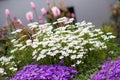 Garden with bright colors in spring. Tulips, Phlox and rock cress Royalty Free Stock Photo