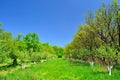 Garden on a bright summer day