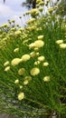 Garden of bright yellow dandelion like bunch of flowers Royalty Free Stock Photo