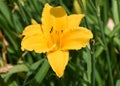 Brilliant Bright Yellow Daylily Flowering in a Garden
