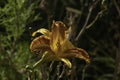 Garden with a brilliant orange daylily flowering. Royalty Free Stock Photo