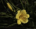 Garden with a brilliant orange daylily flowering. Royalty Free Stock Photo