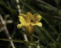 Garden with a brilliant orange daylily flowering. Royalty Free Stock Photo