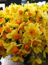 Garden of Brilliant Yellow and Orange Daffodils