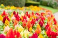 Garden of brilliantly colored celosia or woolfower in full bloom