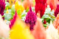 Garden of brilliantly colored celosia or woolfower in full bloom