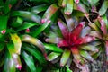 Garden with a Bromelia plant. Landscaping with beautiful flowers