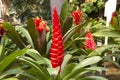 Garden bromeliads