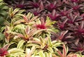 Garden bromeliads