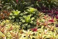 Garden bromeliads