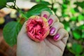 Holding the nearly open bud of the Hibiscus rosa-sinensis carnation