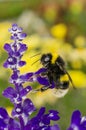 GARDEN BUMBLEBEE Royalty Free Stock Photo