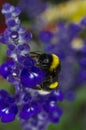 GARDEN BUMBLEBEE