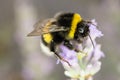Garden Bumblebee Royalty Free Stock Photo