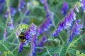 Garden bumblebee - Bombus hortorum -  Gartenhummel Royalty Free Stock Photo