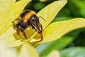 Garden Bumblebee - Bombus hortorum showing its massive tongue. Royalty Free Stock Photo