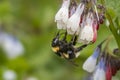 Garden Bumblebee on Comfrey Flowers in Devon Royalty Free Stock Photo