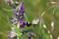 Garden bumblebee on common Bugloss Royalty Free Stock Photo