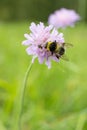 Garden bumblebee pollinates an alpine flower Scabious in summer. Royalty Free Stock Photo