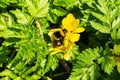 Garden bumblebee queen