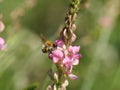 Garden bumblebee on a red sainfoin inflorescence Royalty Free Stock Photo