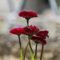 Garden burgundy English daisies Royalty Free Stock Photo