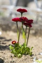 Garden burgundy English daisies Royalty Free Stock Photo