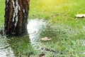 Garden bushes, tree and green grass lawn covered with water due to snow melting thaw and flash high water at spring. Natural