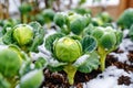 Garden with cabbage heads under snow cover. Generative AI