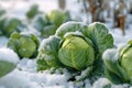 Garden with cabbage heads under snow cover. Generative AI