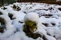 In the garden cabbage under the snow. Cabbage head under the snow. Winter