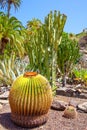 Garden of cacti