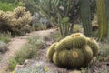 Garden with cacti Royalty Free Stock Photo