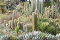 Garden with cacti Royalty Free Stock Photo