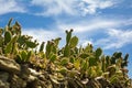Garden of cacti on rocks against a blue sky background